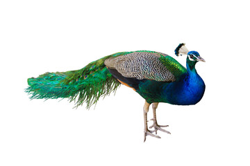 Obraz premium peacock isolated transparent png