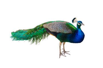 peacock isolated transparent png