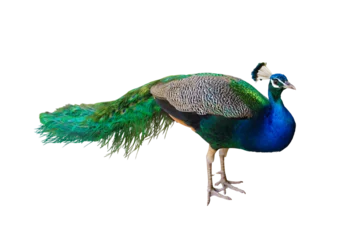 Fotobehang Pauw peacock isolated transparent png  © NuFa Studio