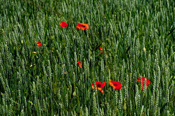 A contrast of red flowers in a sea of green wheat.