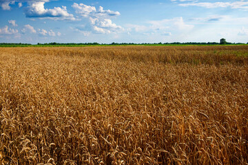 The sun shines on a field of mature wheat.