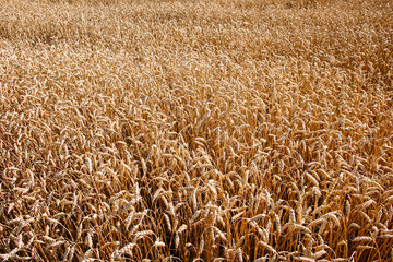 A sea of gold; ripe, dense wheat field.