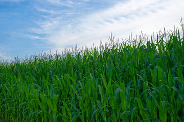 Tall green corn stalks under a cloudy sky.
