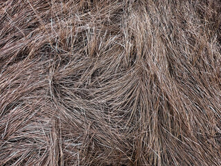 The photo captures an array of dried, brownish grass blades intersecting and overlapping each other.
