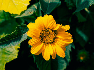 Radiant yellow flower petals: elegant, well-defined, vibrant.