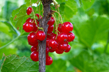The image features a close-up view of a cluster of ripe red currants attached to a branch,...