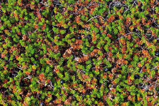 Crowberries - Empetrum - in tundra, close up