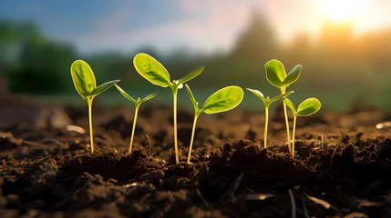 Foto op Aluminium Growing plant seedlings in soil, concept of healthy organic food © xuan