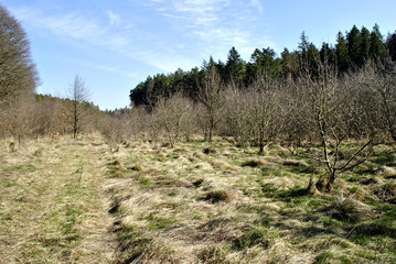 Fototapeta premium trees in the mountains