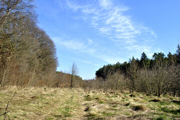 Obraz premium landscape with trees