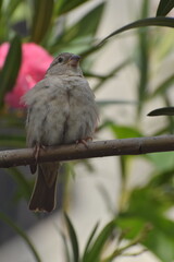 Sparrow on a branch