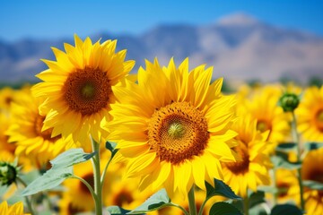 Fototapeta premium Bright yellow sunflowers against a blue sky