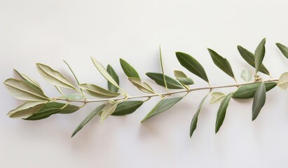olive branch with leaves
