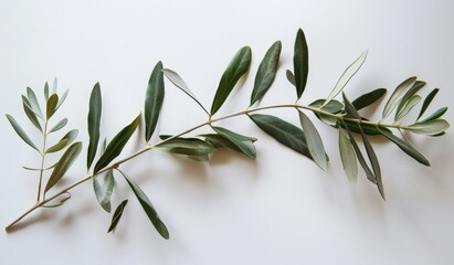 olive branch isolated on white