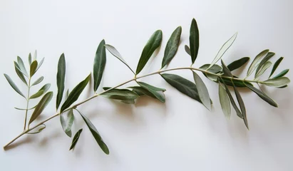 Fototapeten olive branch isolated on white © paul