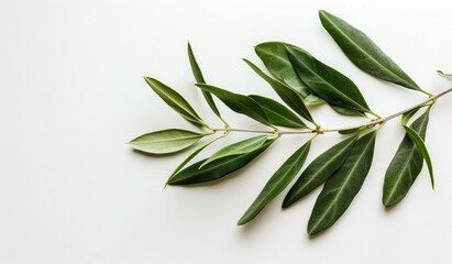olive branch isolated on white