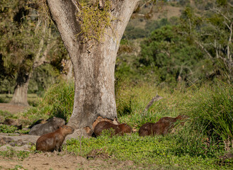 capybaras