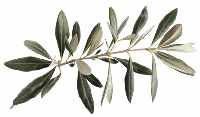 Fototapeta na wymiar olive branch isolated on white