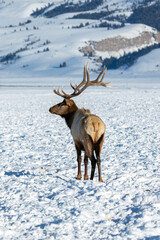 Bull Elk at National Elk Refuge in Snow