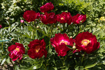 Herbaceous peonies Chervonnyj Oksamit in flowers. Red peony oscamite