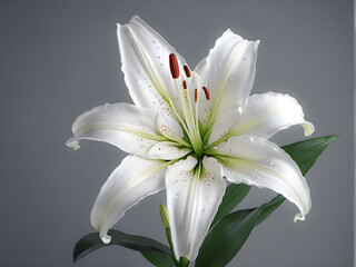 Untouched Beauty: A pristine snow-white lily blossoms against a soft gray backdrop, a symbol of purity and freshness that radiates timeless elegance. generative AI
