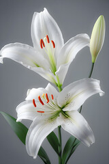 Untouched Beauty: A pristine snow-white lily blossoms against a soft gray backdrop, a symbol of purity and freshness that radiates timeless elegance. generative AI