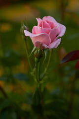 Pink rose in the garden.
