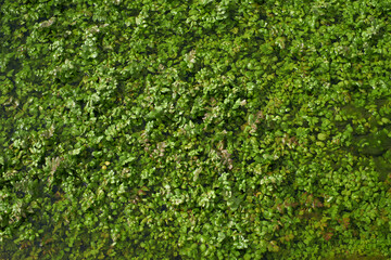 Fototapeta na wymiar A detailed view of a patch of lush green grass, showcasing its vibrant color and texture.