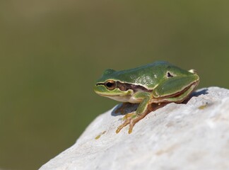 European tree frog (Hyla arborea or Rana arborea) on a rock