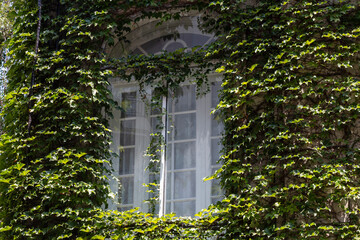 window of residential building with plants. Buenos Aires, Argentina