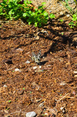 butterfly on the ground , nature outdoor insect
