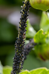 Black bean aphids aphis fabae colony on heavyly infested plant stem