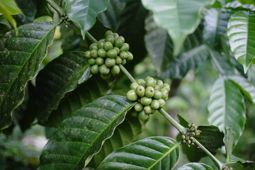 coffee plants