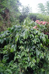 green coffee plants