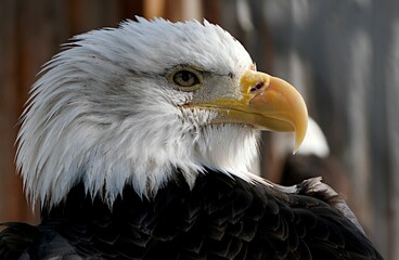 eagle head close up with a commanding gaze