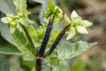 Black bean aphids aphis fabae colony on heavyly infested plant stem