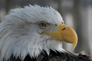 eagle head close up with a commanding gaze