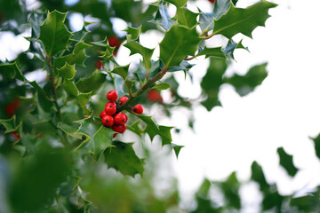 holly bush (Ilex) with prickly leaves and red berries.