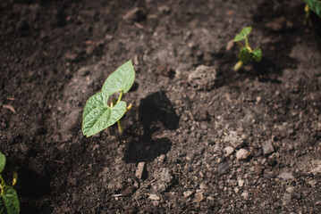 Young green sprout of beans close-up grows from the earth in the kitchen garden. Growing legumes and vegetables at home in ecological conditions. Agricultural plants.Top view.