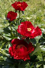 Paeonia Mackinac Grand flowers in garden. Bright red peony flowers, close-up