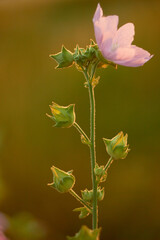 Althea officinalis. Pink flowers in the wild.
