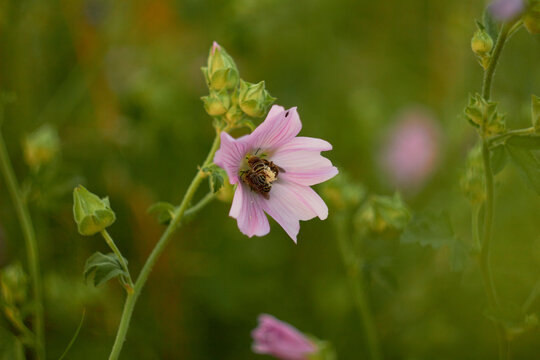 Althea officinalis. Bee on a pink flower in the wild.