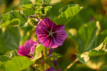 Blooming Moorish mallow. Purple mallow blooms in the garden.
