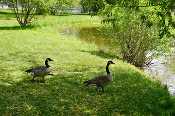 Pair of Canada geese take shade from the warm sun on the fresh grass at the Dominion Arboreturm in Ottawa,Ontario,Canada