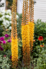Eremurus Cleopatra Foxtail Lily in flowers garden