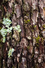 Texture of tree bark with moss.