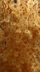 Dry plant. Dried flower, pharmaceutical plant.