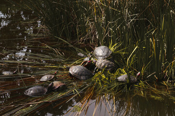 Many red-eared turtles bask in the sun in the pond.