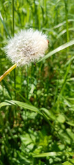 A flowering dandelion (Taraxacum) with its seeds.	