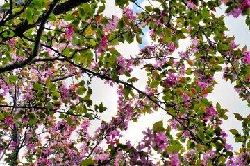 Pink crabapple blossoms framed against  a bright sky at the Dominion Arboretum,Ottawa,Ontario,Canada